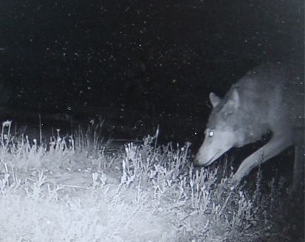 Wildkamera-Foto zeigt einen Wolf bei Nacht