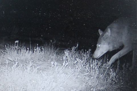 Wildkamera-Foto zeigt einen Wolf bei Nacht