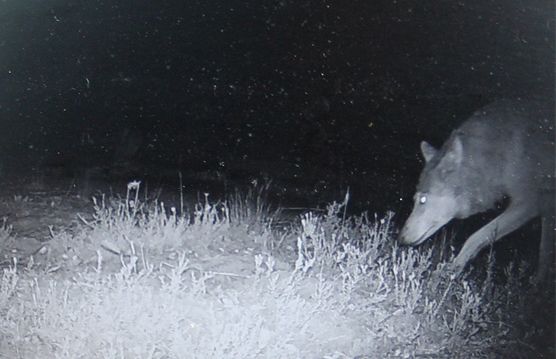 Wildkamera-Foto zeigt einen Wolf bei Nacht