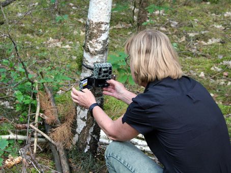 Biologin Ilka Reinhardt prüft die Speicherkarte einer an einer Birke befestigten Wildkamera.