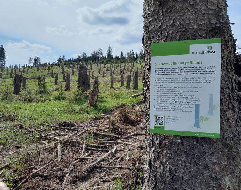 Schadfläche im Wald in Thüringen mit Baumstubben; dazu ein Schild mit der Überschrift „Starterset für junge Bäume“ an einem Baumstamm.