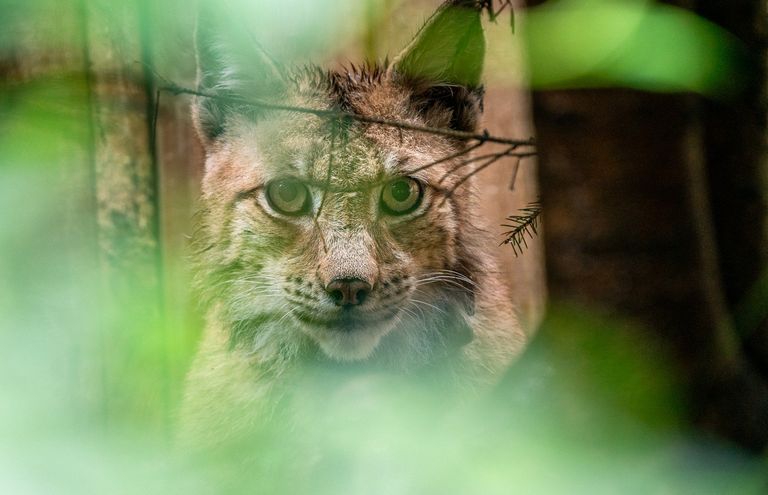 Ein Luchs schaut direkt in die Kamera.