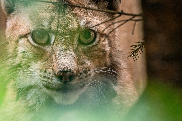 Ein Luchs schaut direkt in die Kamera.