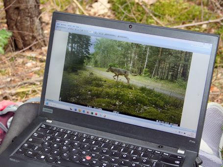 Laptop-Monitor zeigt ein Foto der Wildkamera mit einem jungen Wolf.