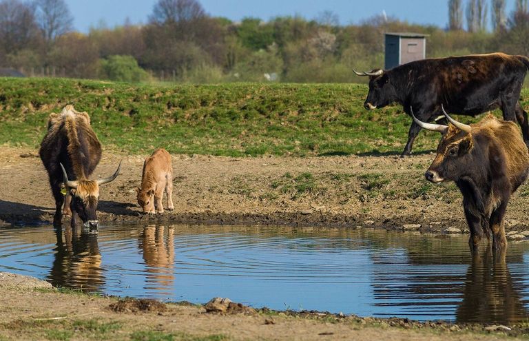Heckrinder an einem Wasserloch in dem Naturschutzgebiet Phönix Nord.
