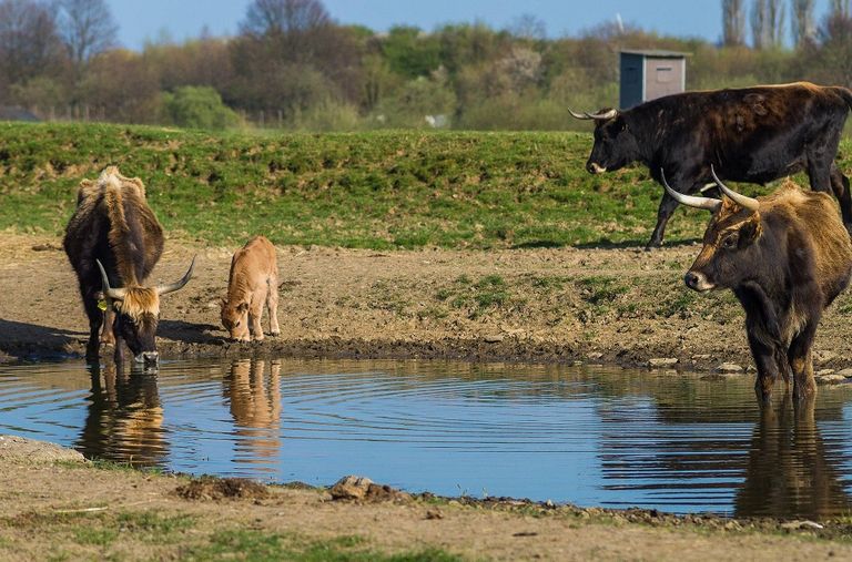 Heckrinder an einem Wasserloch im Naturschutzgebiet Phönix Nord.