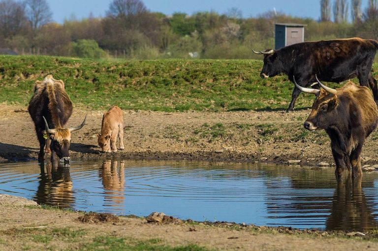 Heckrinder an einem Wasserloch in dem Naturschutzgebiet Phönix Nord.